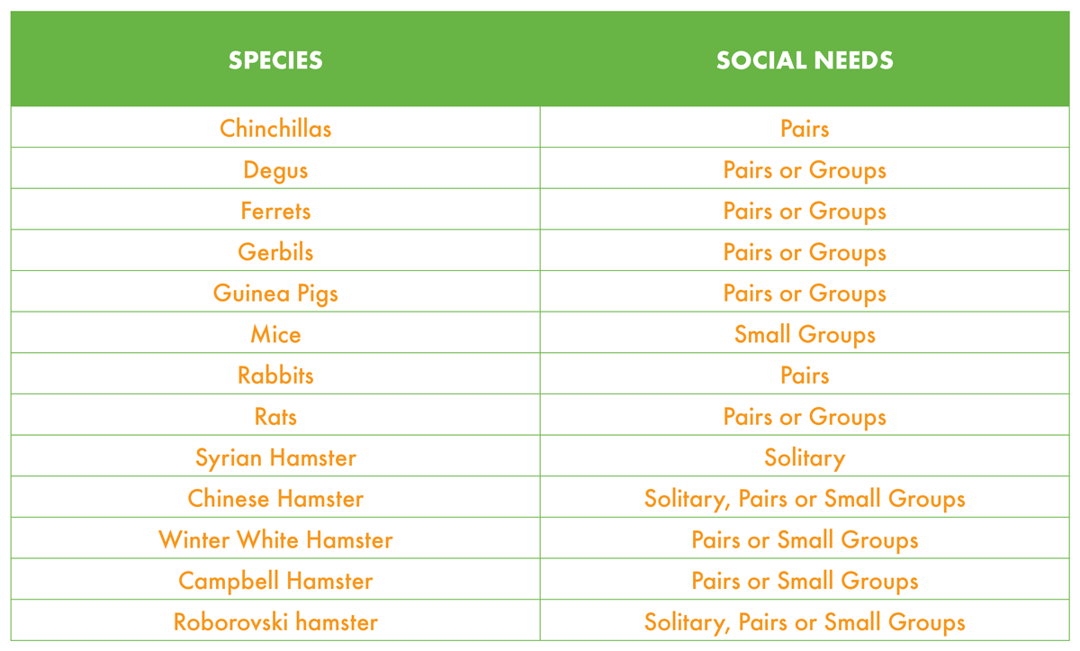 Animal Groups Table