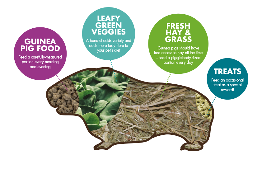 Guinea pig outlet diet schedule