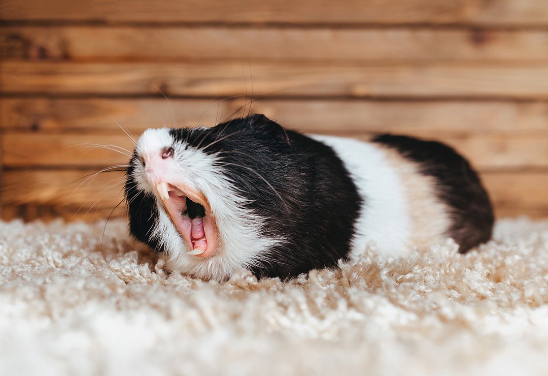 guinea pig teeth