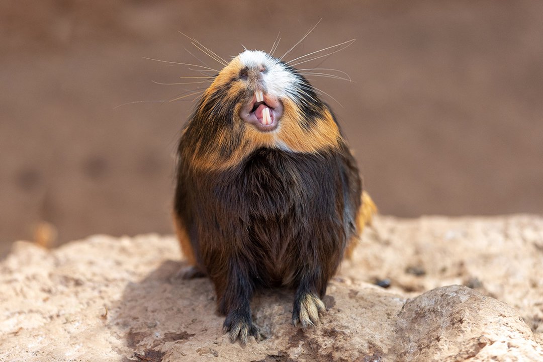 Mouse Teeth Overgrown