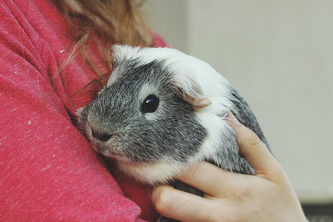 Is a guinea pig a deals good pet