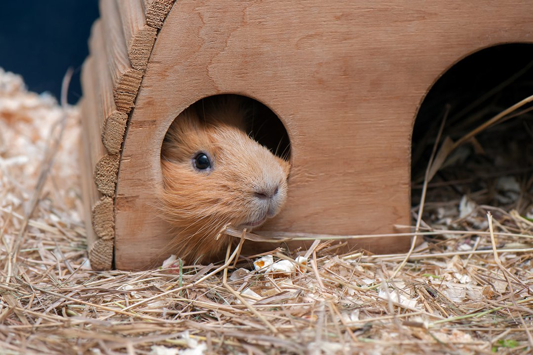 Guinea Pig Hay Home