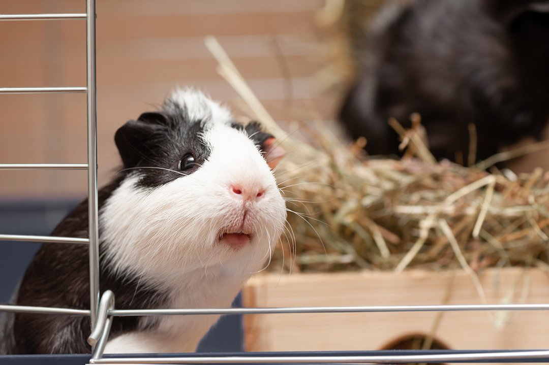 How much hay does a guinea pig need sale