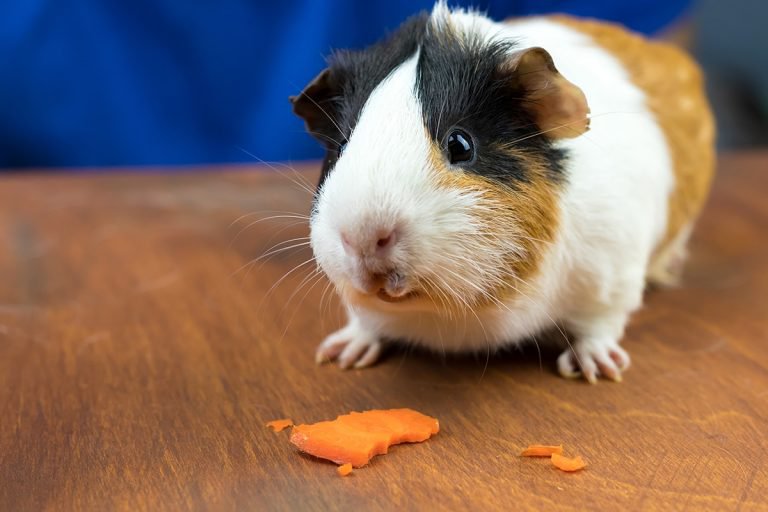 Why Do Guinea Pigs Need Vitamin C Supreme Petfoods