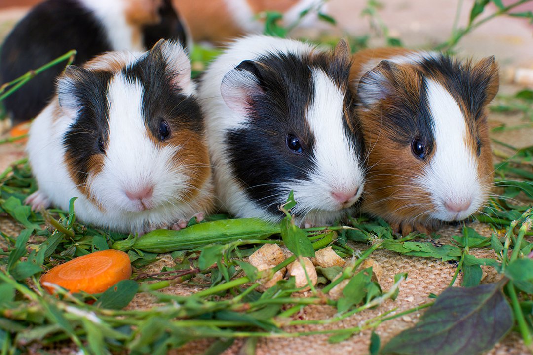 Is kale ok for hotsell guinea pigs