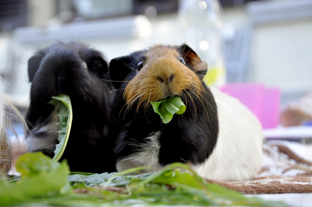 Picky guinea clearance pig