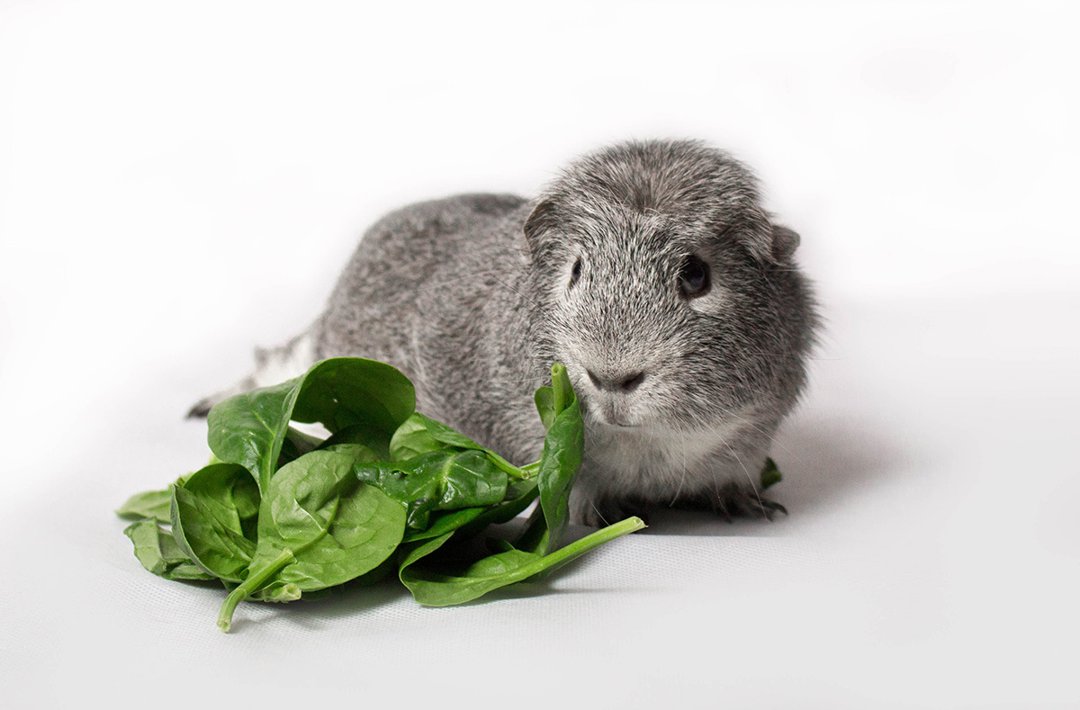 Guinea pigs store need vitamin c