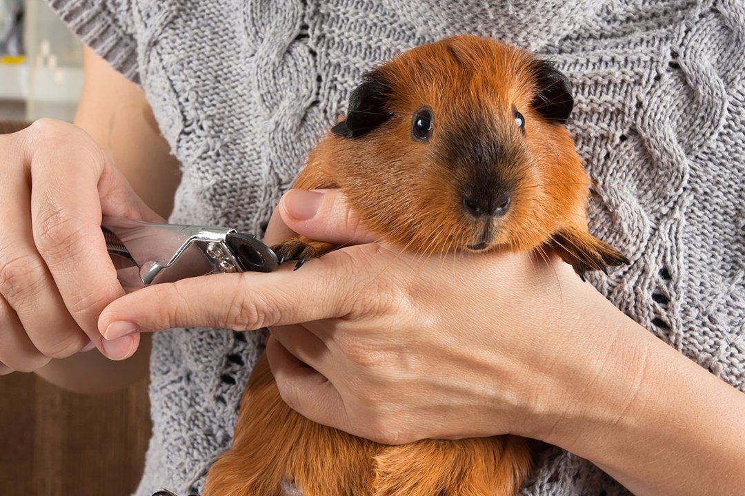 Guinea Pig nails