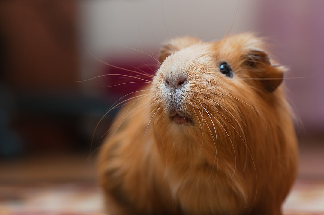 Guinea best sale pig love