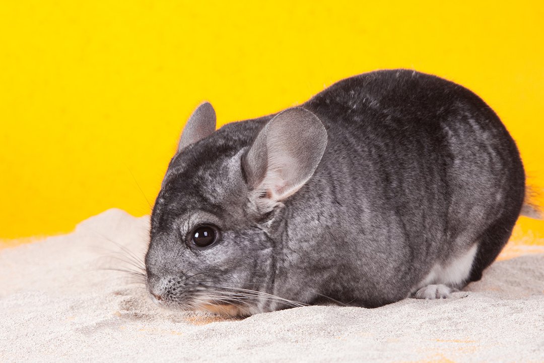 Chinchilla bathing sand