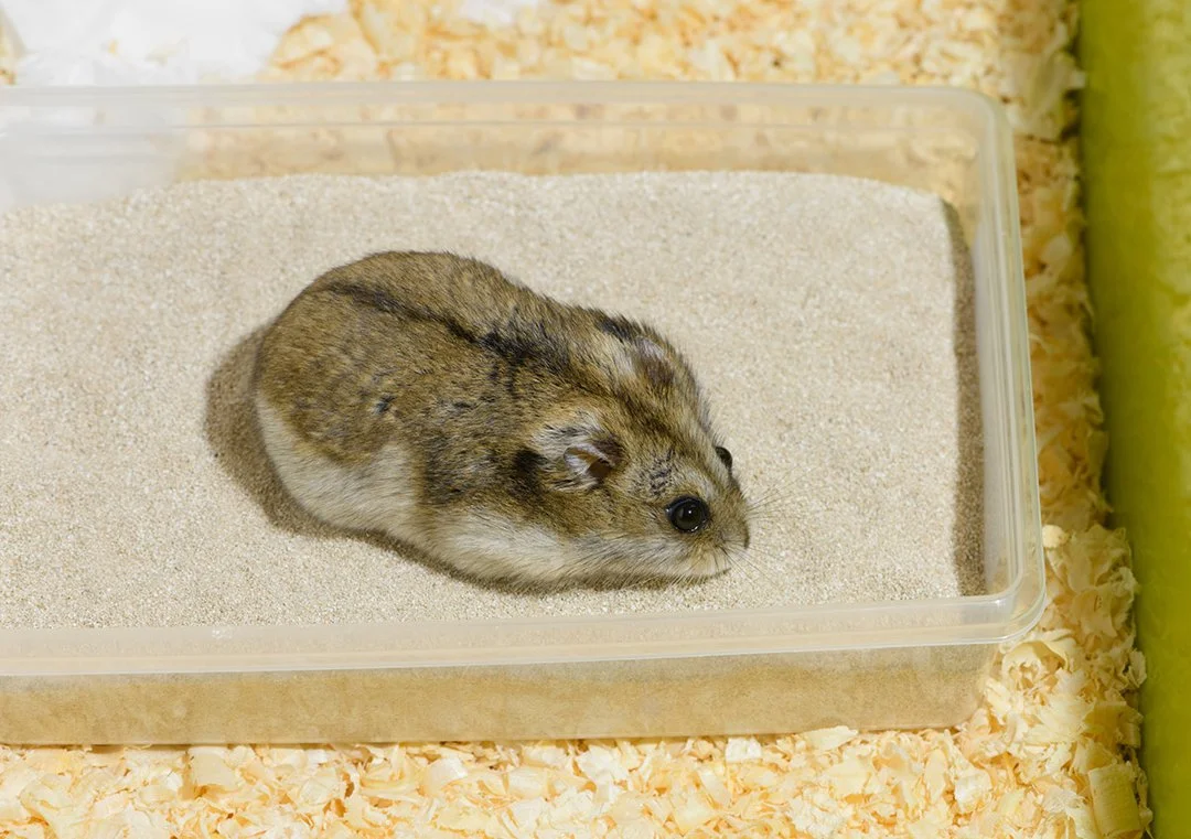 hamster bathing sand