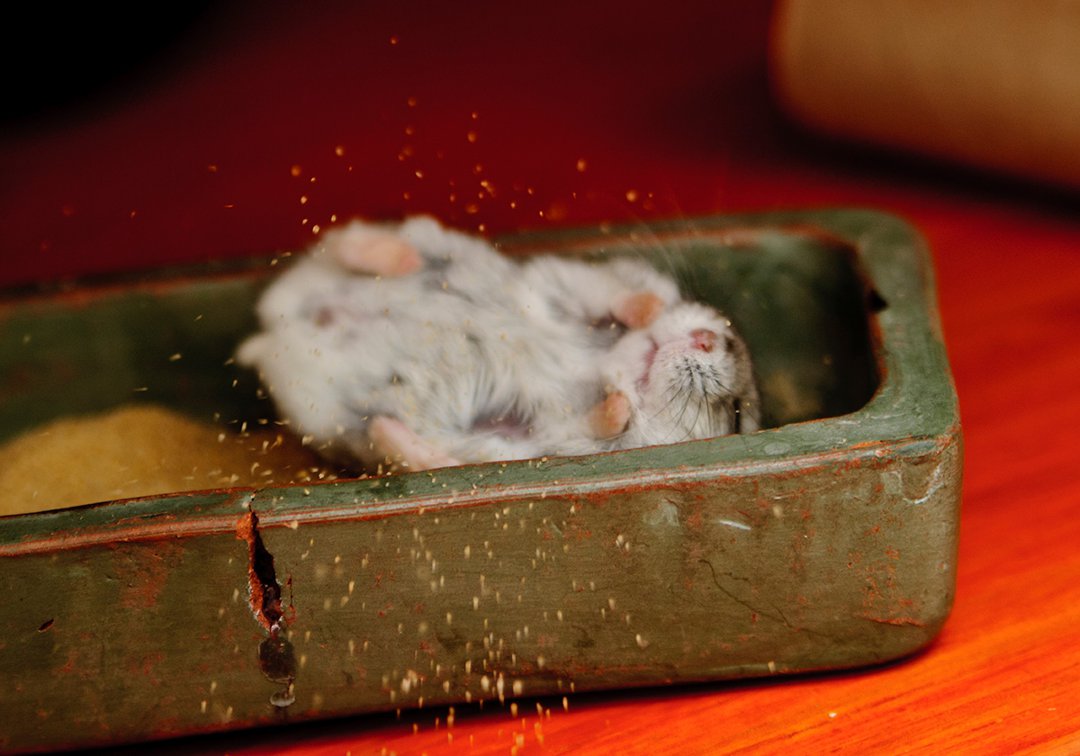 hamster bathing sand