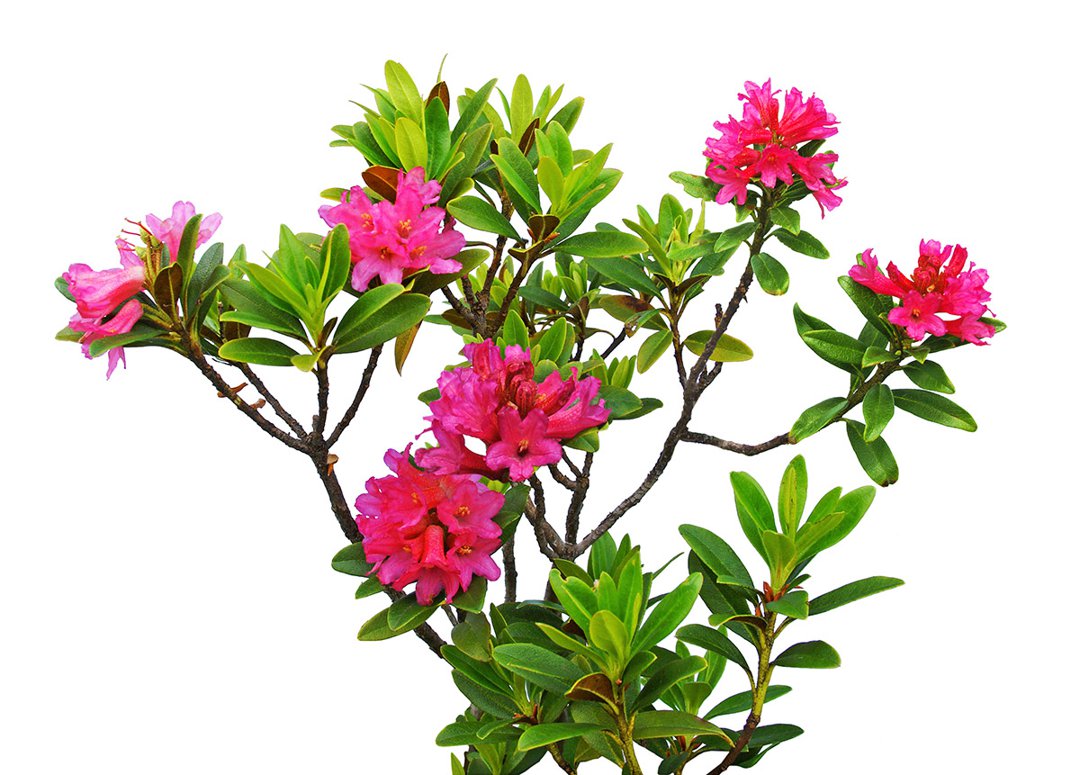 Rhododendron