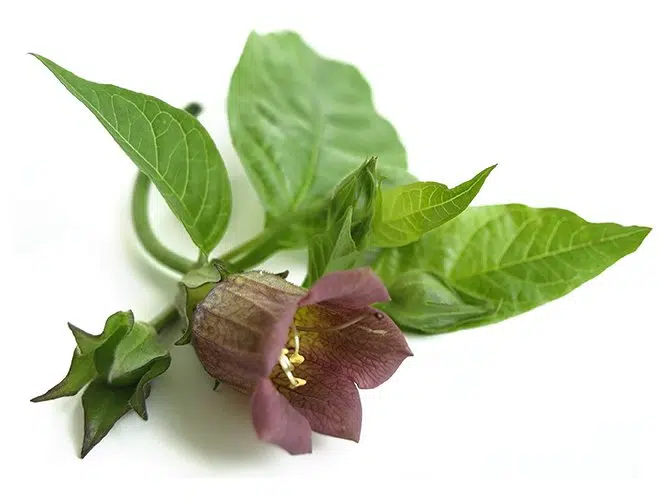 Toxic plants in rabbits Supreme Petfoods