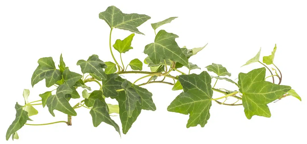 Toxic plants in rabbits Supreme Petfoods