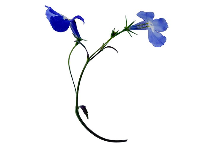 lobelia