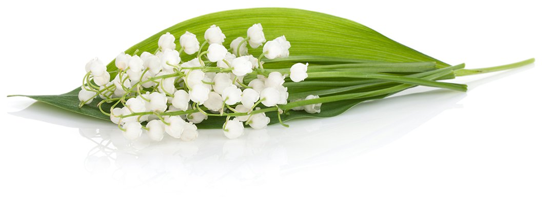 lily of the valley