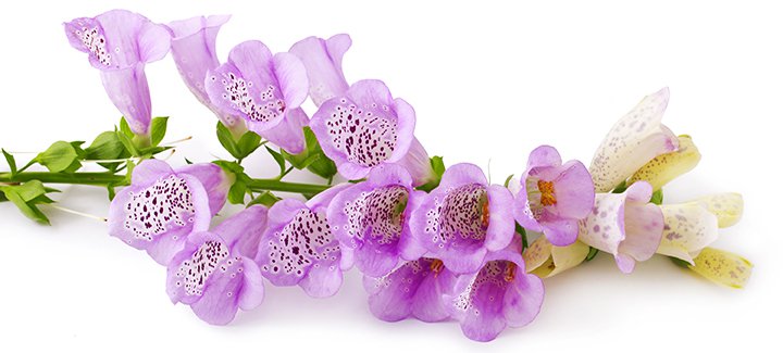 foxglove