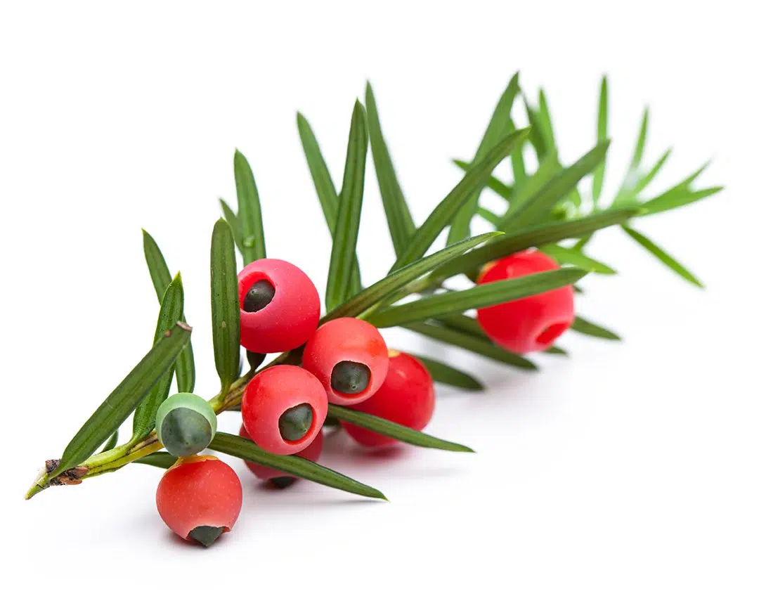 Toxic plants in rabbits Supreme Petfoods