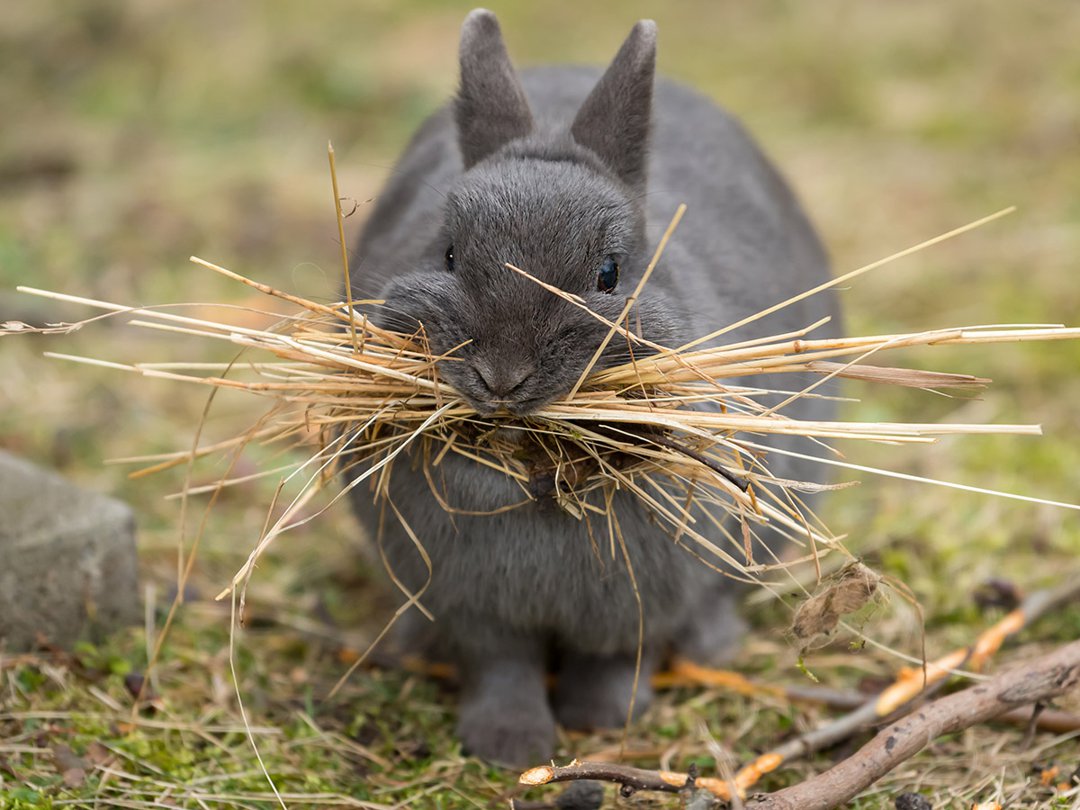 hay eating hay