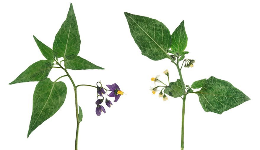 Toxic plants in rabbits Supreme Petfoods