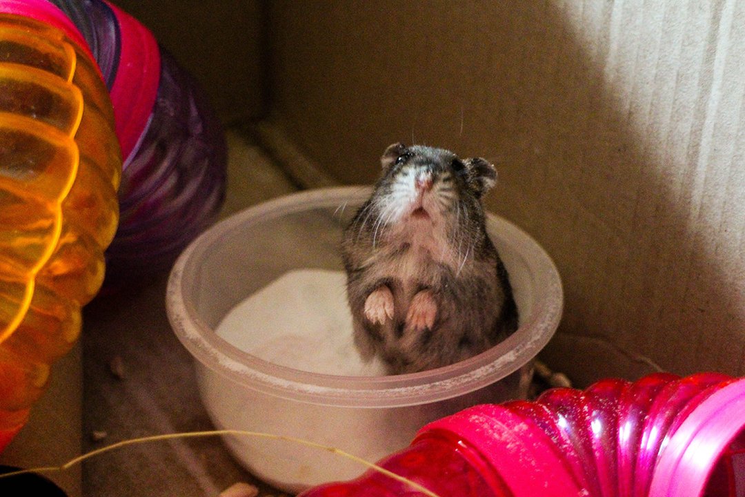 sand bath hamster