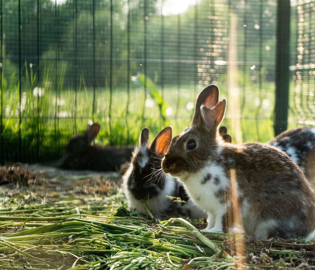 Do Happy Rabbits Live Inside or Outside? Supreme Petfoods