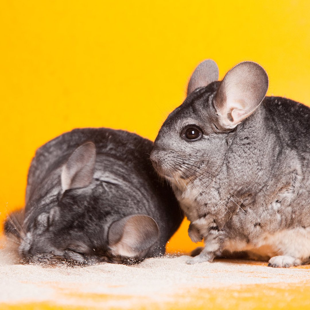 do chinchillas stink