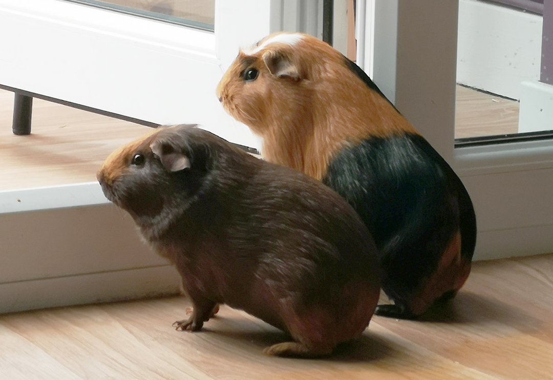 guinea pigs looking out the window