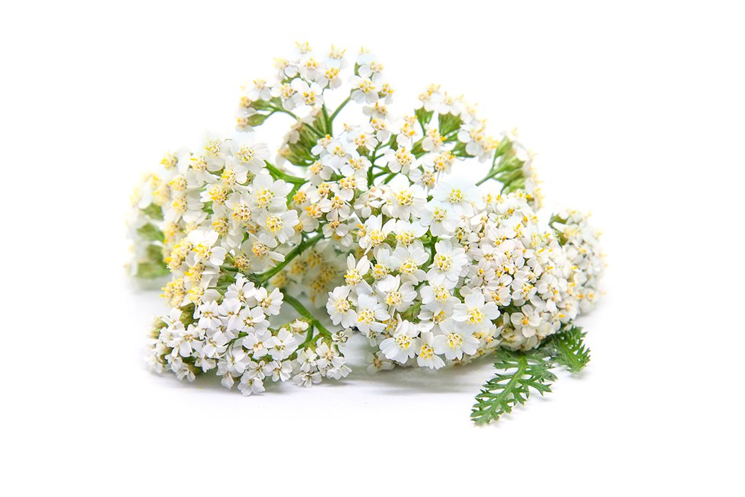 Yarrow