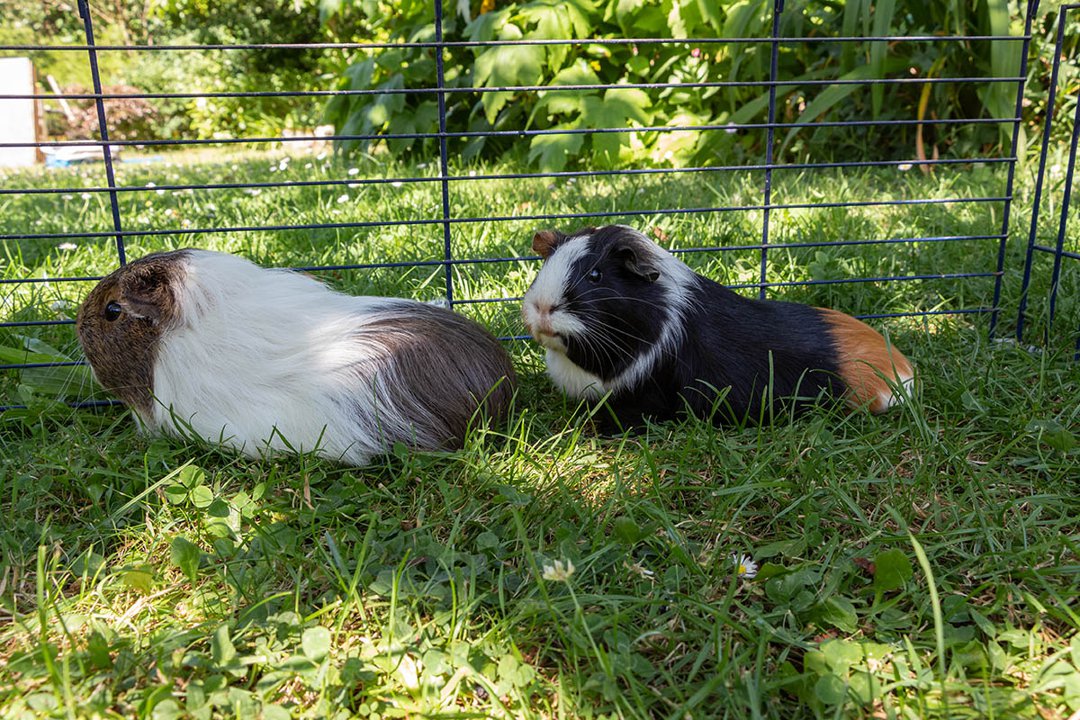 Guinea pigs best sale in heat