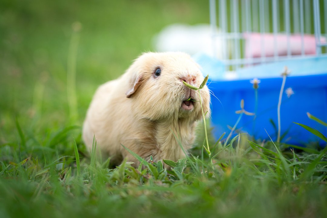 guinea pig grass