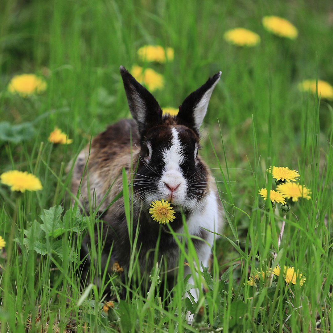 Edible plants for rabbits Supreme Petfoods