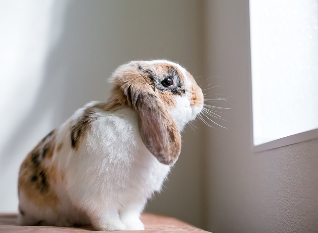 rabbit looking out window