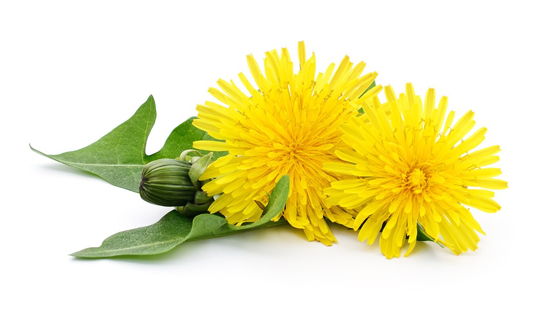 Two dandelions with leaves