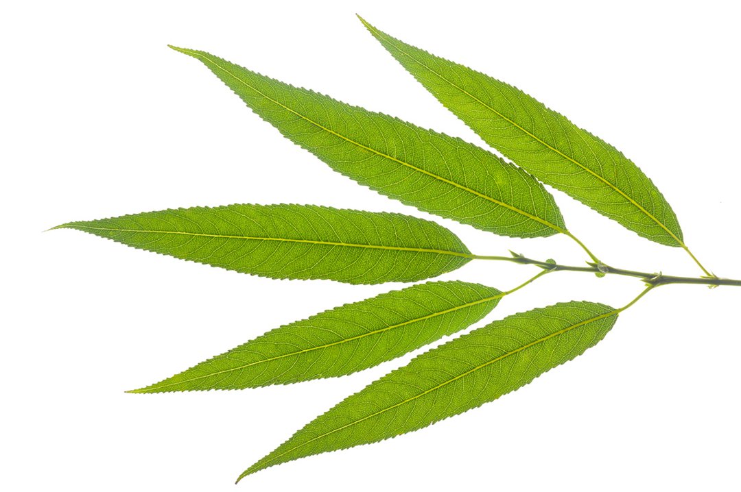 Willow Leaves