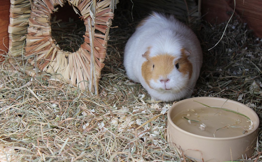 guinea pig water home