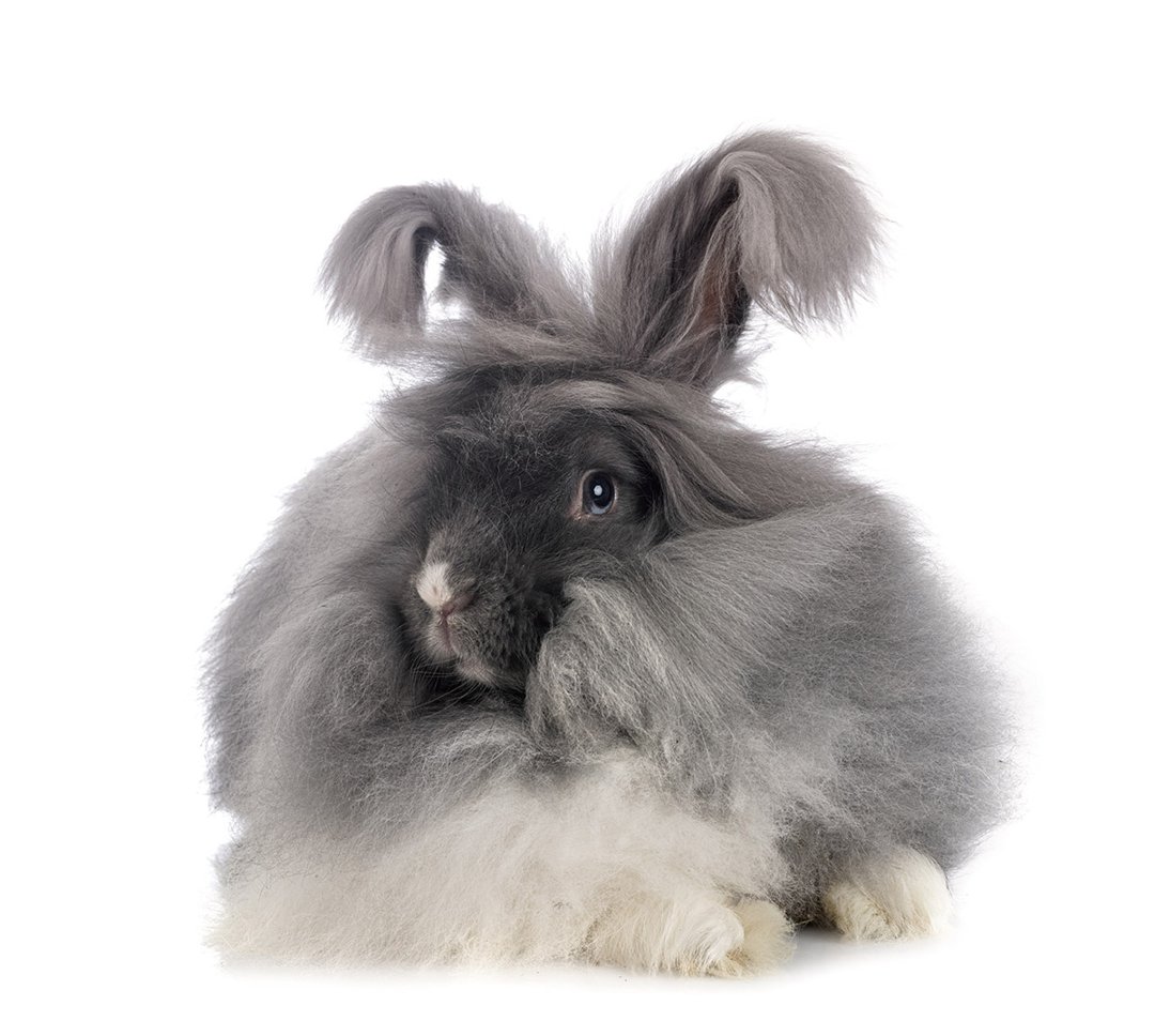 Fur and Spikes - This rabbit breed is sometimes referred to as