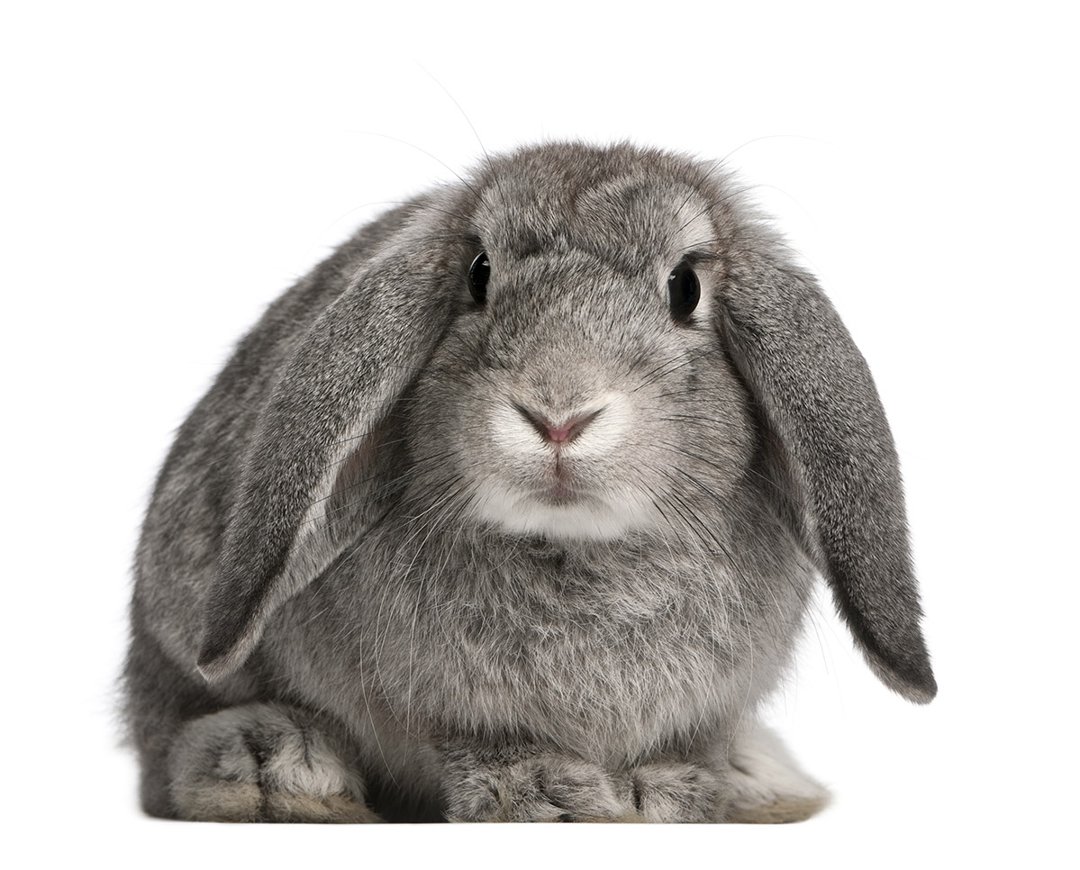 Fur and Spikes - This rabbit breed is sometimes referred to as