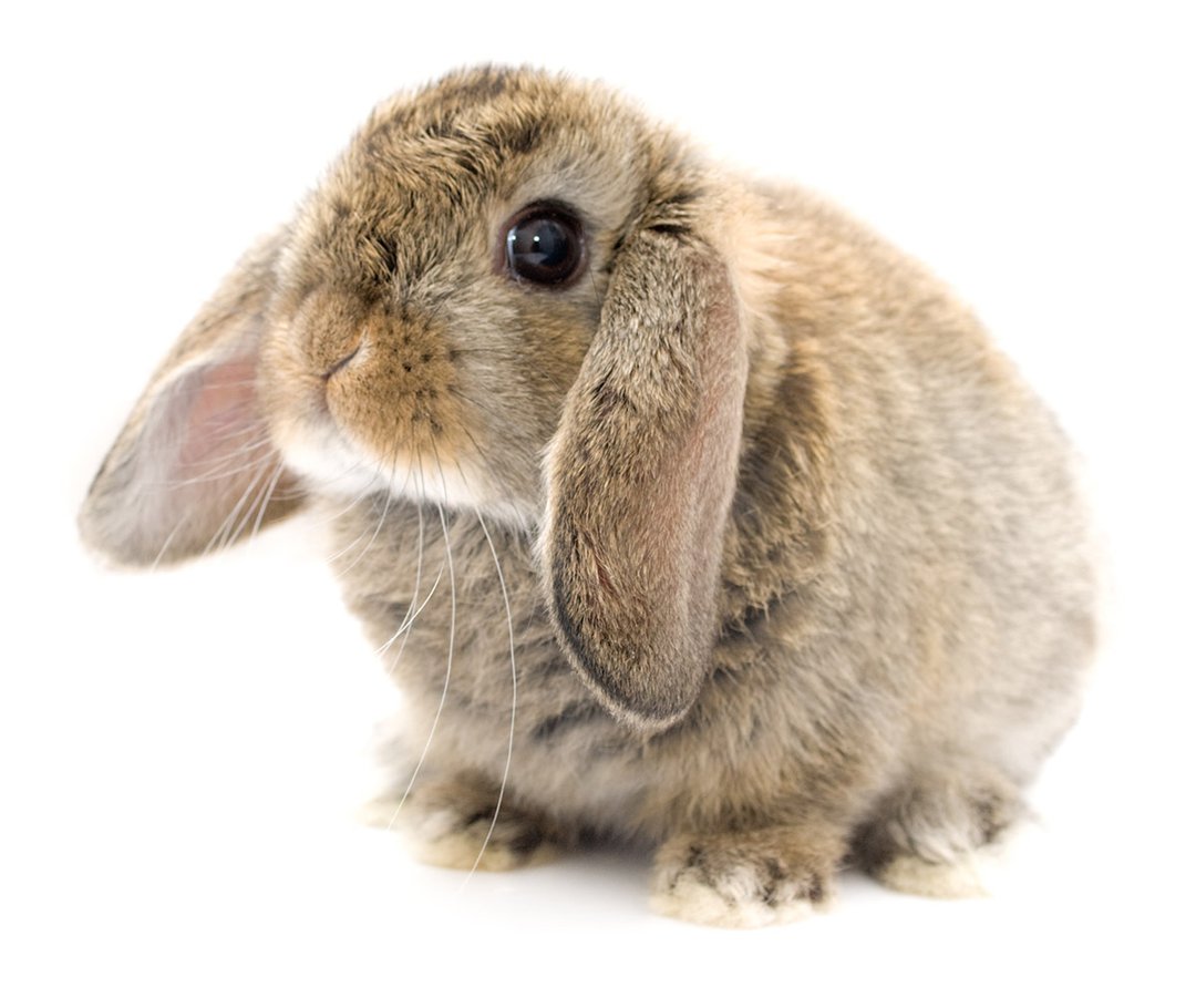 Fur and Spikes - This rabbit breed is sometimes referred to as