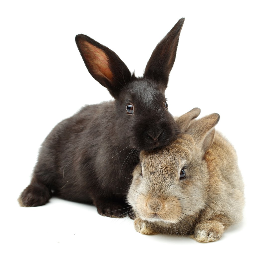 Bunny breeds: choosing your perfect pet - Supreme Petfoods