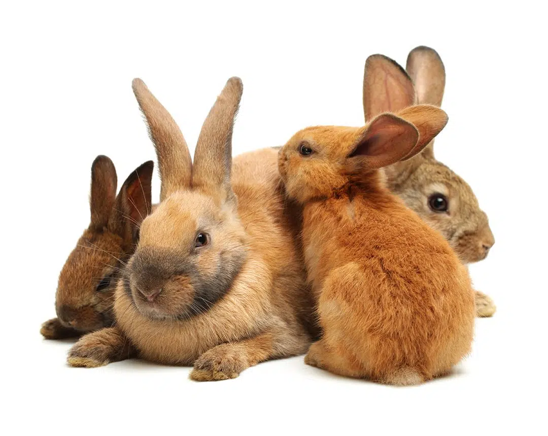 rabbits