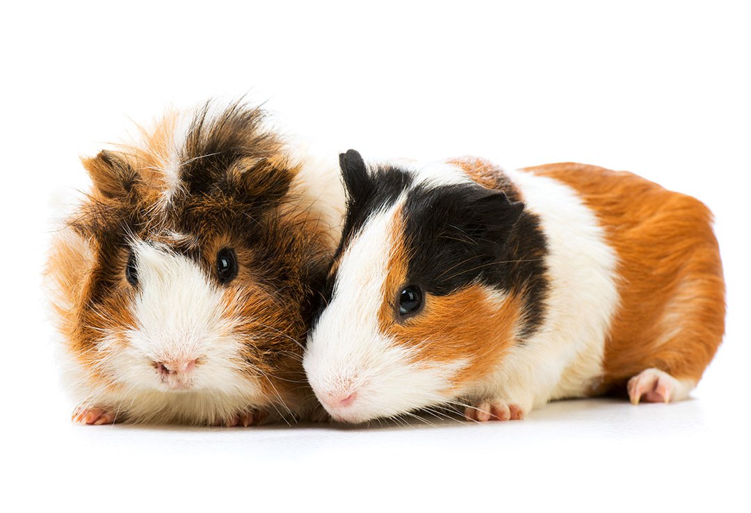 What Happens As Guinea Pigs Age?