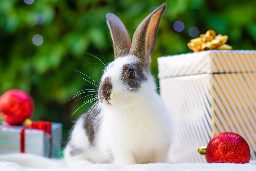 rabbit christmas presents