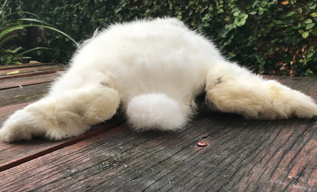 Rabbit bunny butt laying down