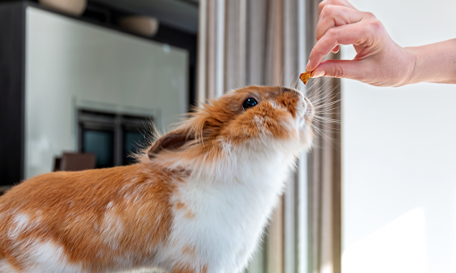 rabbit eating treat