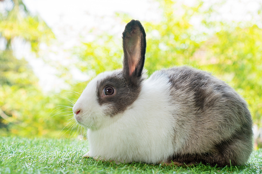 Rabbit Grass