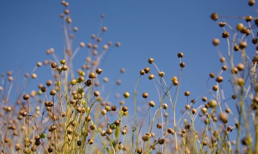 Omega 3 & 6 Flaxseed Linseed
