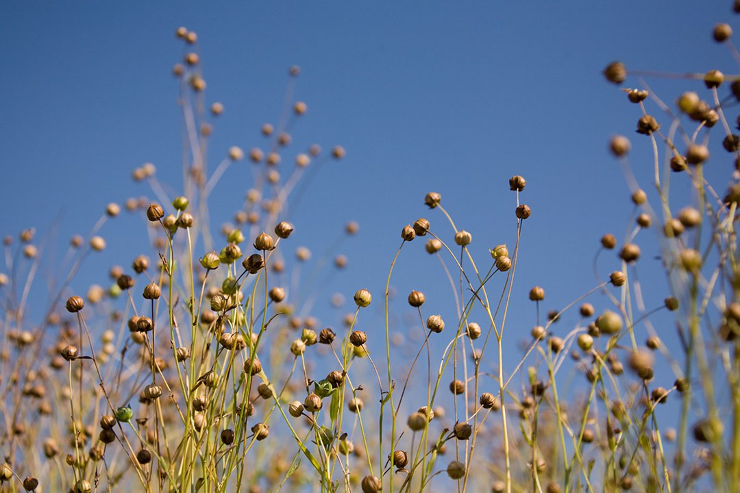 Omega 3 & 6 Flaxseed Linseed