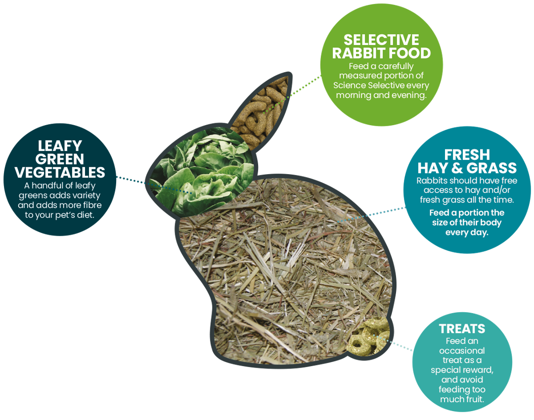 Rabbit Nutrition Guide Body FFL